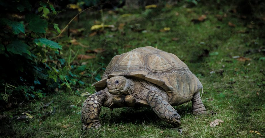 interesting facts about tortoises