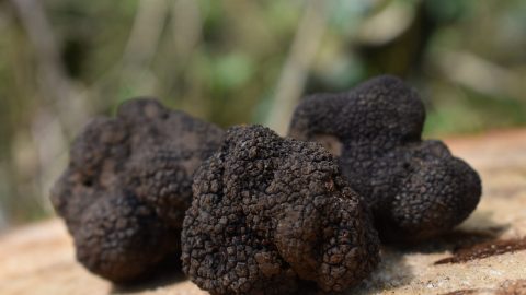 interesting facts about truffles