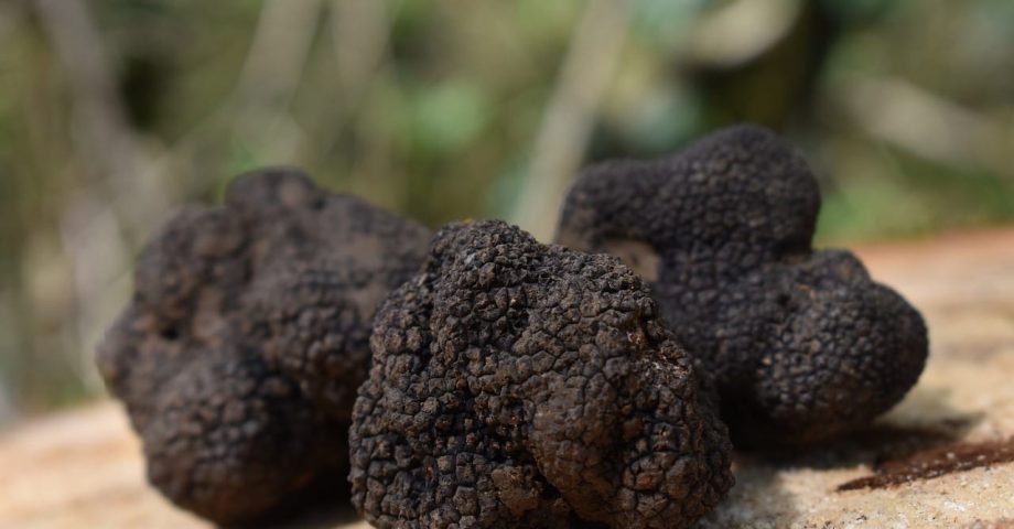 interesting facts about truffles