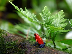 Blue-Jeans or Strawberry Poison-Dart Frog, Costa Rica