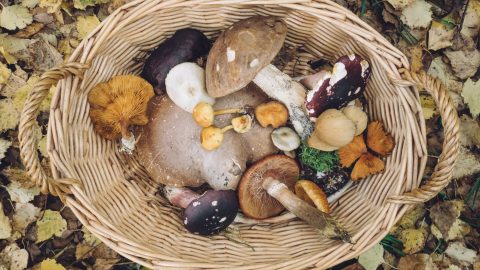 nutrition facts about mushrooms