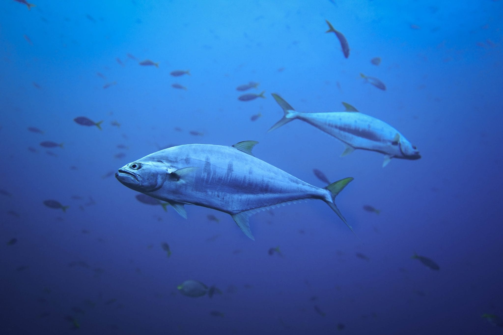 12 Tasty Facts About Tuna - Fact City