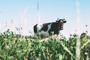 a dairy cow in a grassy field