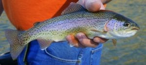 close up of a rainbow trout, having been caught