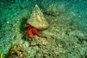 hermit crab making its way along the ocean floor