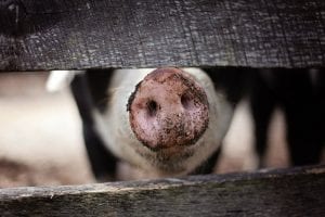 amazing facts about pigs