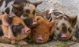 interesting facts about pigs