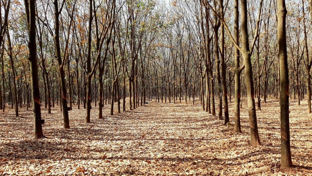 14 Remarkable Facts About Rubber Trees Fact City