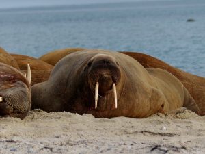 A Walrus - one of the animals that survived the ice age