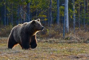 a grizzly bear in the woods