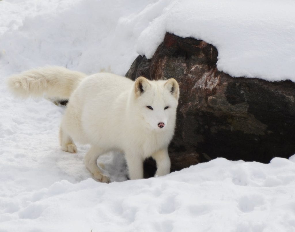 12 Amazing Facts About Arctic Foxes - Fact City