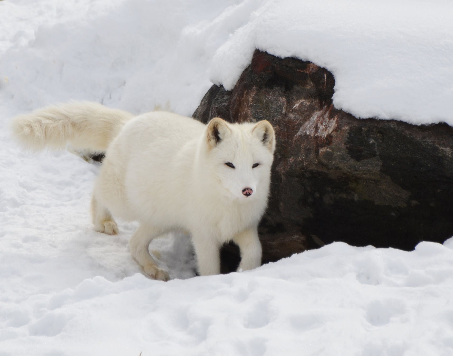 12 Amazing Facts About Arctic Foxes Fact City 