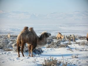 Bactrian camel in the snowy desert