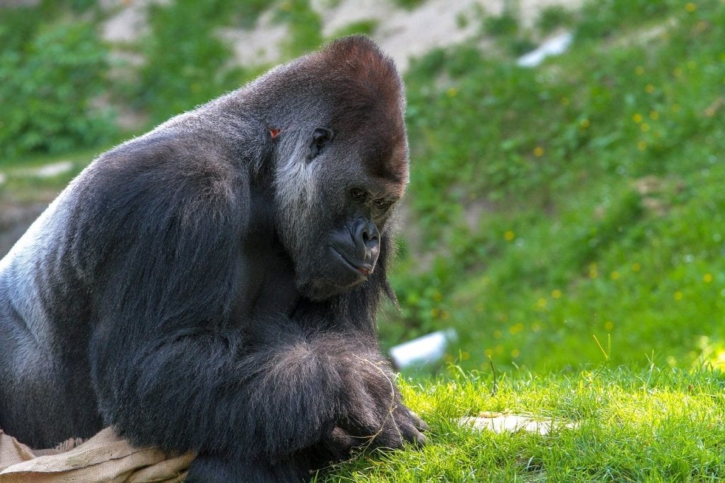 silverback gorilla size