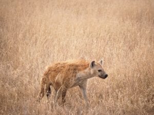 Facts on Hyenas