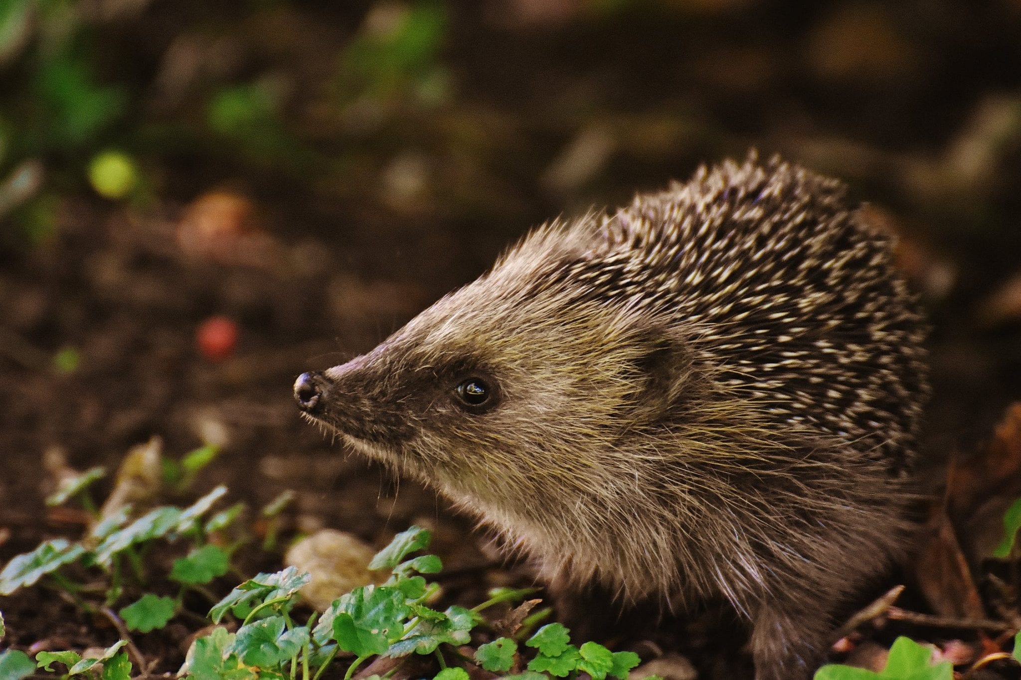 14 Prickly Facts About Hedgehogs Fact City