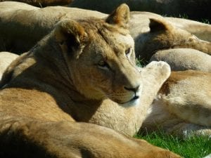 Longleat Safari Park Facts