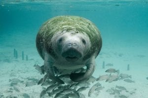 Manatee Facts