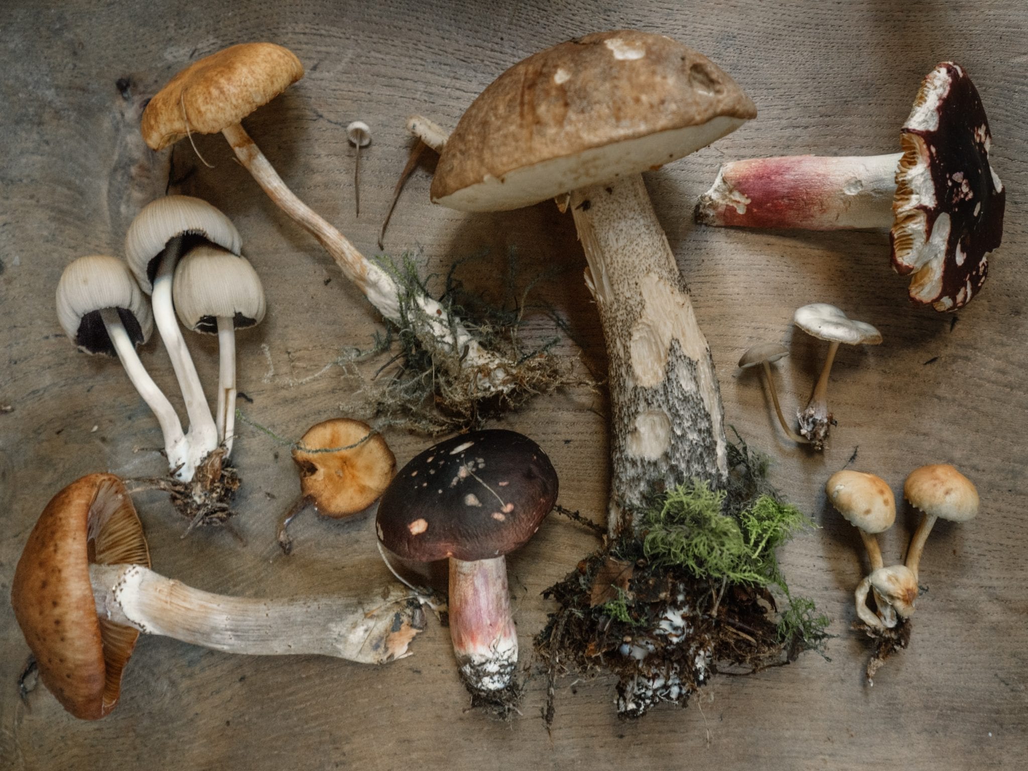 10 Magical Facts About Mushroom Nutrition - Fact City