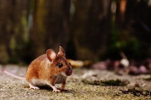 a small brown rat