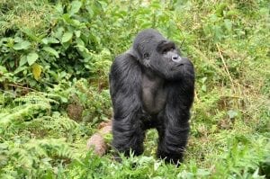 Silverback Gorilla Facts