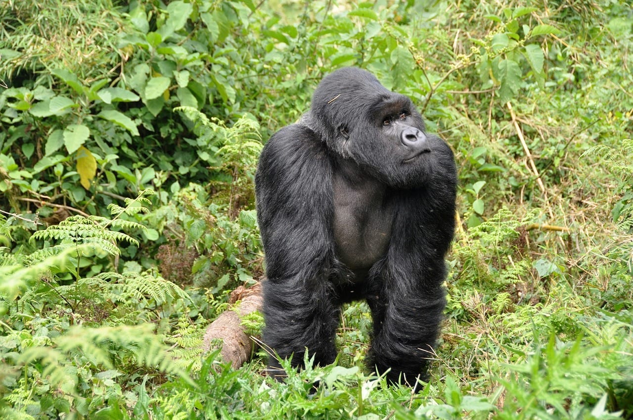avg silverback weight avg silverback weight