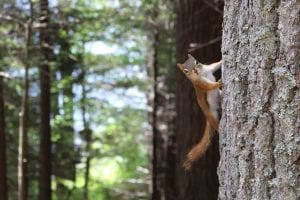 an inquisitive looking squirrel, hanging out on the side of a tree