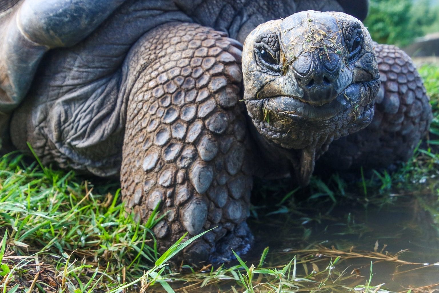 15-slow-and-steady-facts-about-tortoises-fact-city