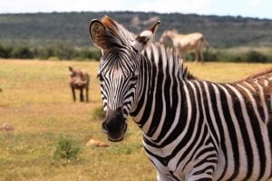 A Zebra looking right at the camera