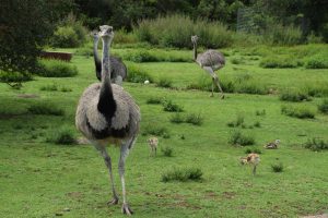 Flock of ostriches