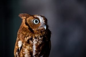 The Screech Owl