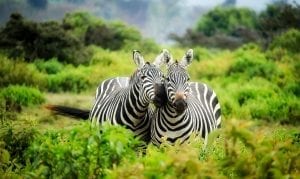 facts about Zebra