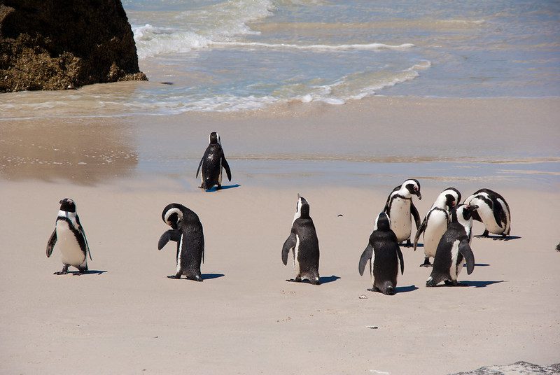 African Penguins