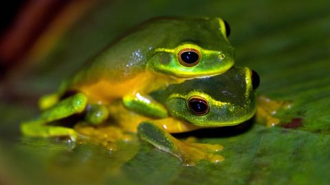 facts about frogs