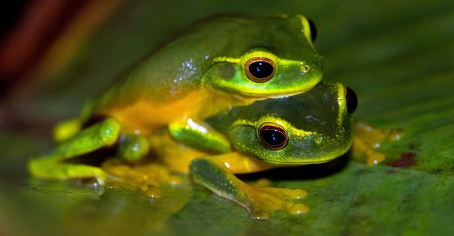 facts about frogs