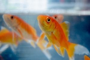 facts about goldfish