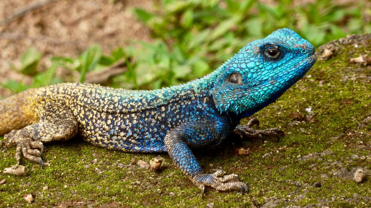 11 Little-Known Facts About Lizards - Fact City