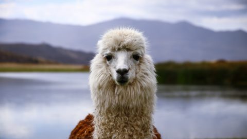 facts about llamas