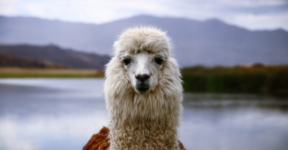 facts about llamas