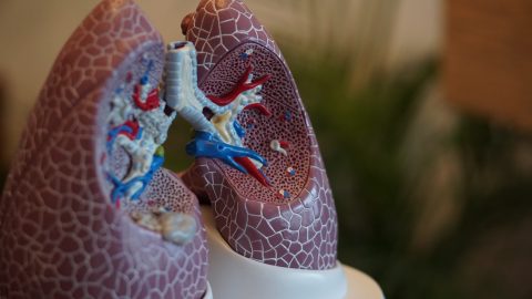 facts about lungs