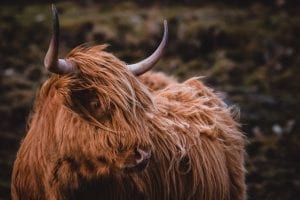 a wooly, horned, Highland cow