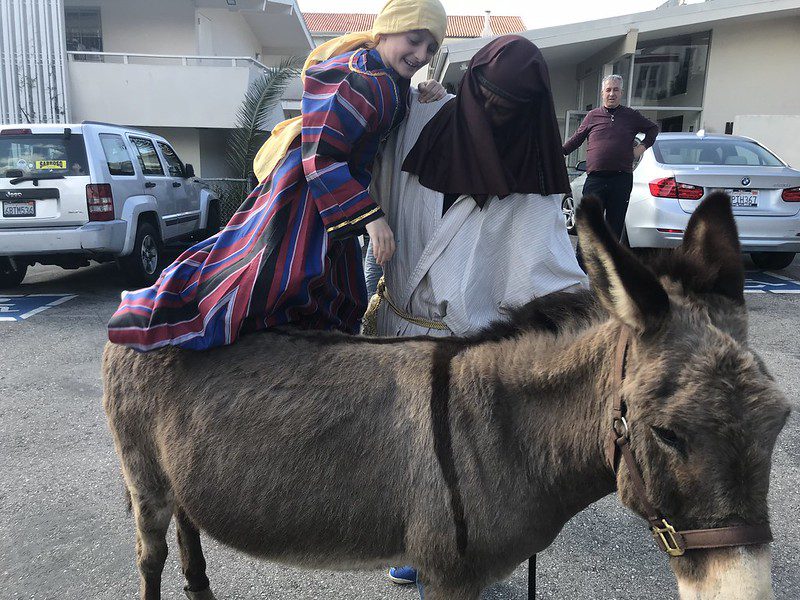 Donkey walk during Palm sunday