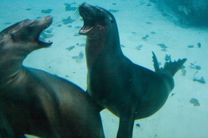 sea lions before mating