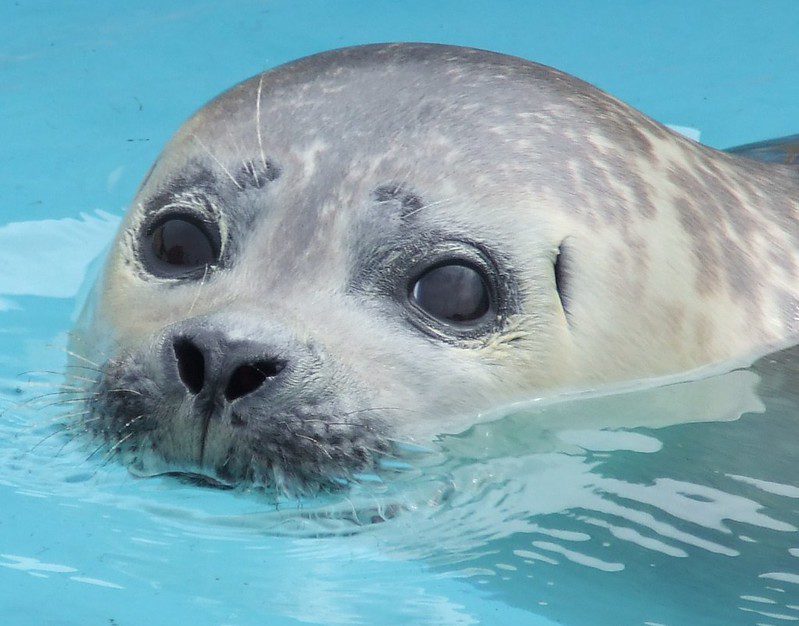 close-up of a seal