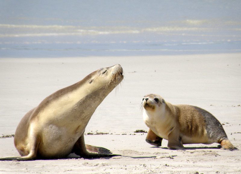 sea lions on the beach