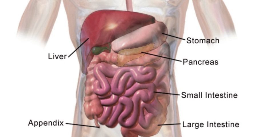facts about the digestive system