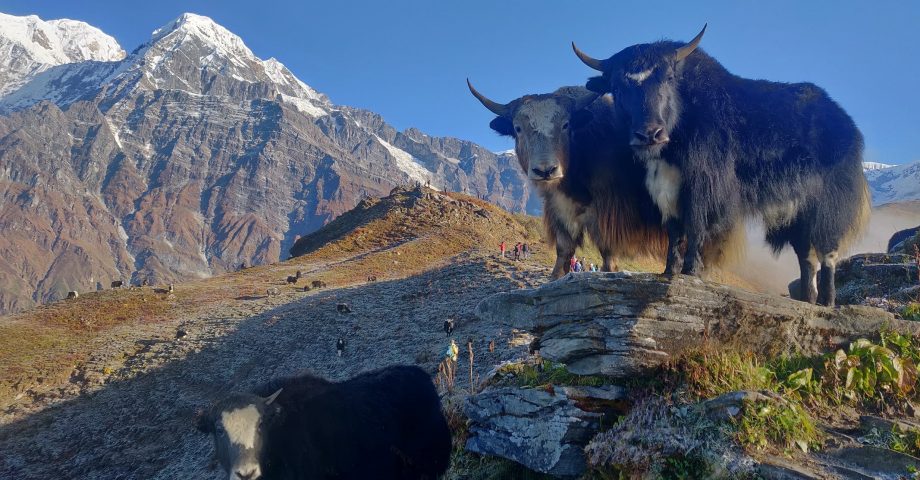 facts about yaks