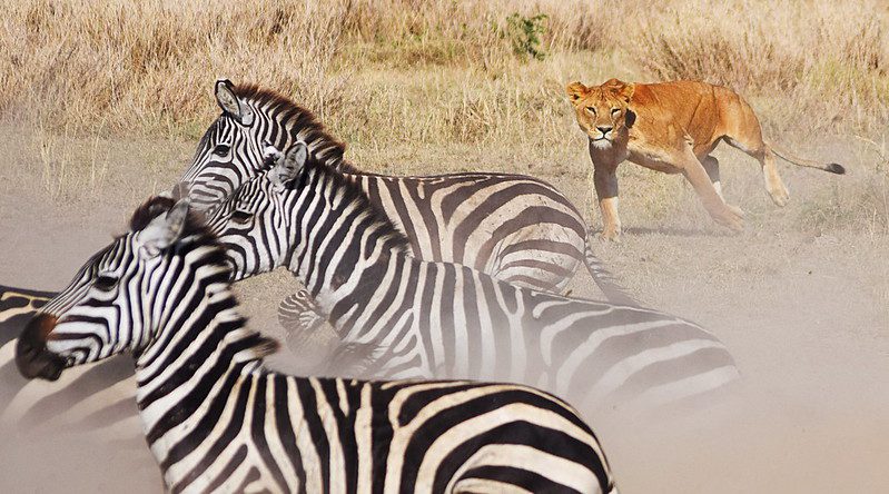 zebras running away from the predator