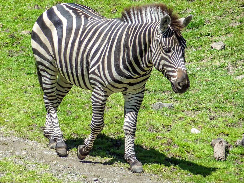 zebra toes