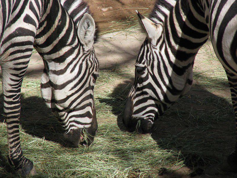 zebras eating